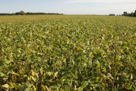 Soy Bean Field-lr