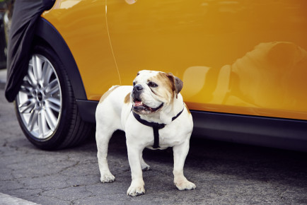 Spike English Bulldog New Mini ad (2)