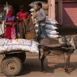 Donkey India
