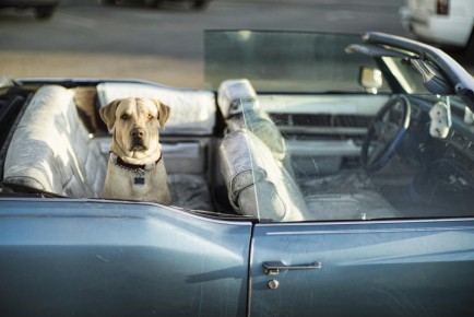 Yellow_labrador_retriever_sitting_in_the_back_of_a_car