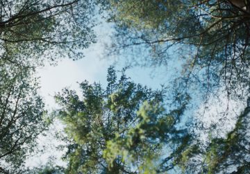 309921_Inspired_by_Nature
