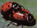 Uporabniški avatar