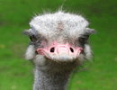 Uporabniški avatar