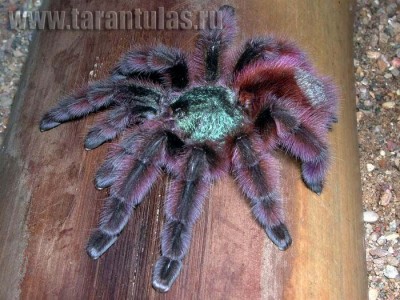 Avicularia_versicolor_1_foto.jpg