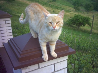 PICT0019.JPG