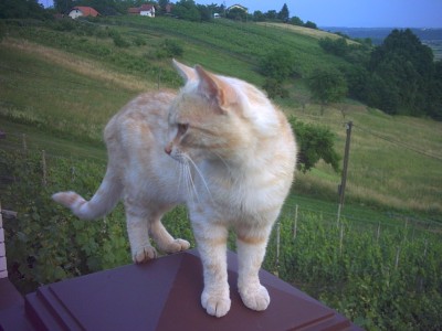 PICT0018.JPG