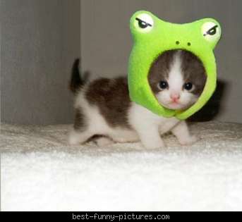 best-funny-pictures_frog-o-kitty.jpg