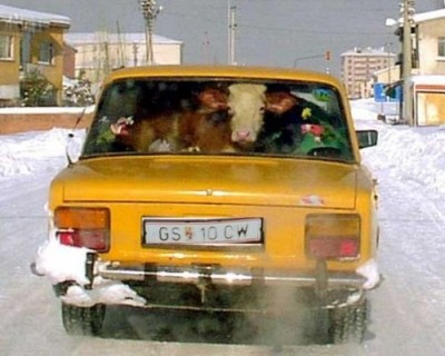 401726819_448ae80988.jpg