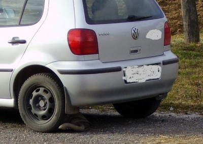 polo2.JPG