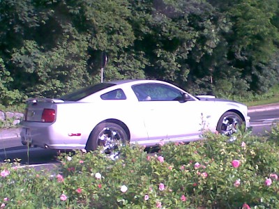 Mustang1.jpg