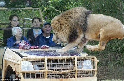 lion_glass_cage_00.jpg