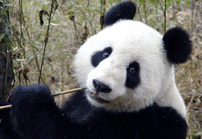 free panda.jpg