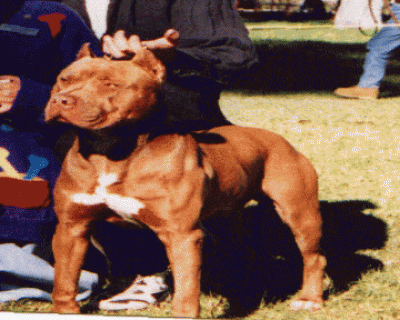 pitbull2.gif